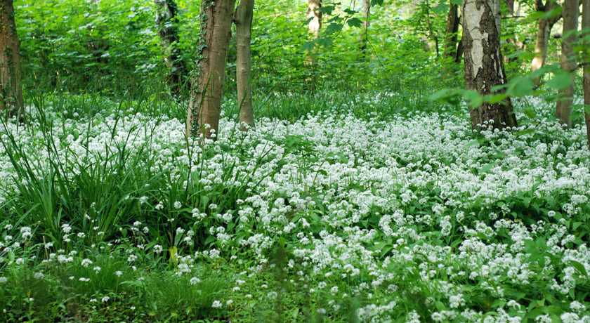 Wild garlic patch