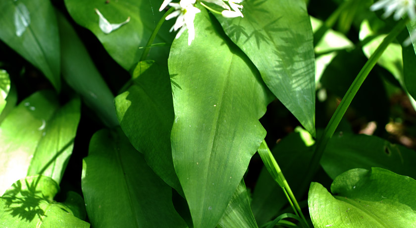 Wild garlic leaves