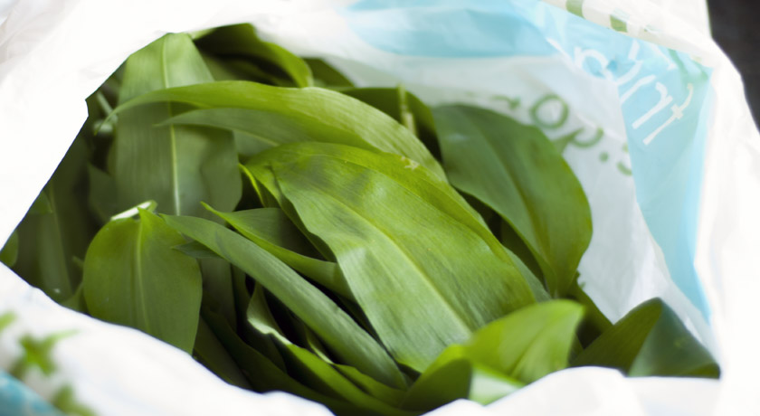 Foraged wild garlic leaves