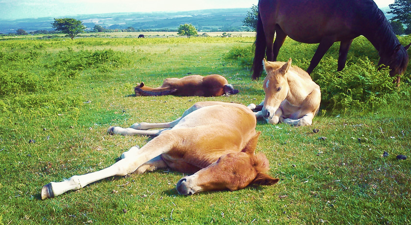 Wild horses resting on Bodmin Moor