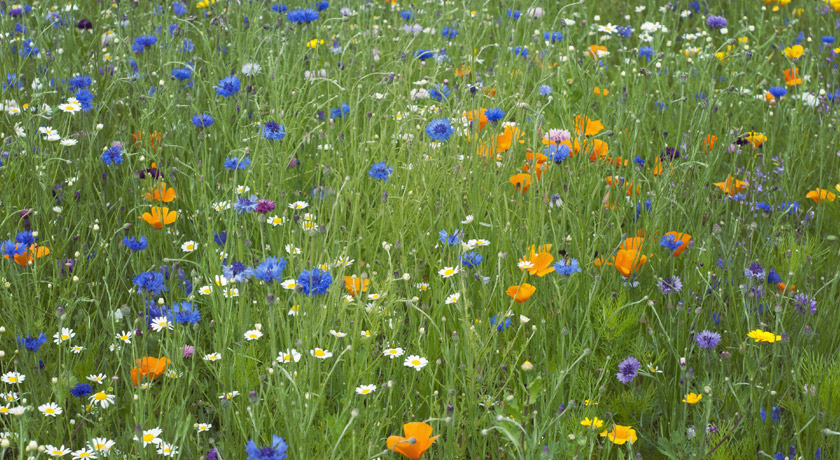 Wildflower meadow with cornflowers and poppies