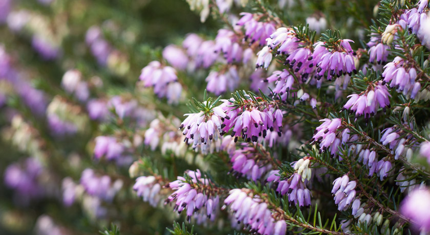 Pink Winter flowering heather