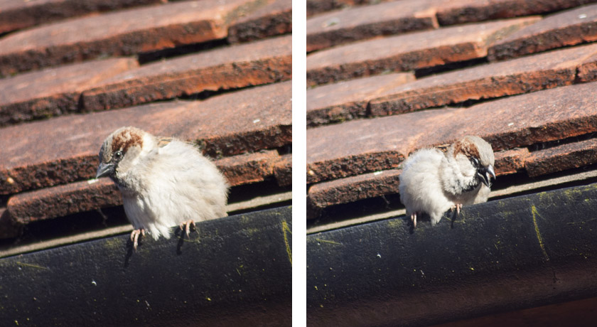 blog_young_male_house_sparrow