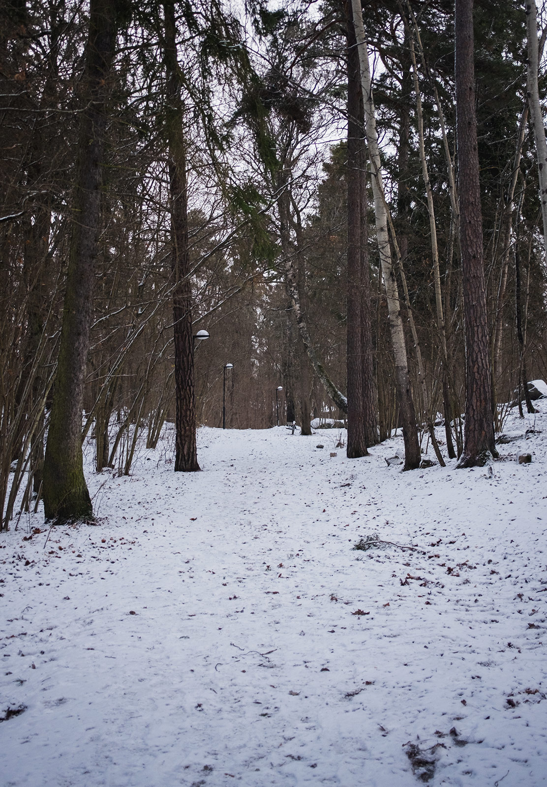 Snow covered forest path