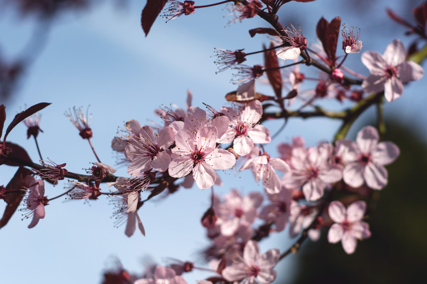 Pale pink blossom