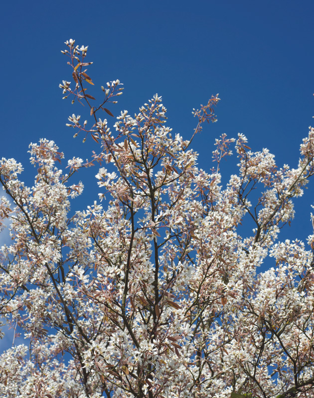 Blossom on tree