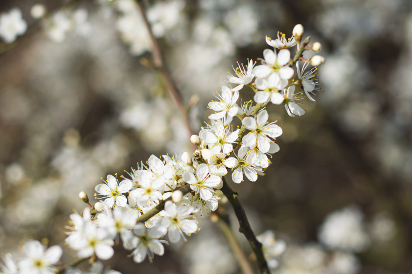 Small white blossom flowers