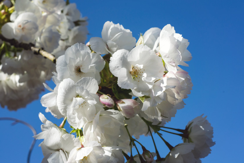 Closeup of white blossom