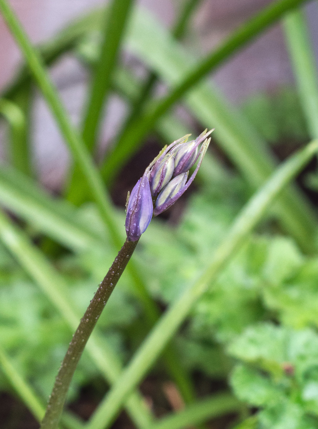 Bluebell bud
