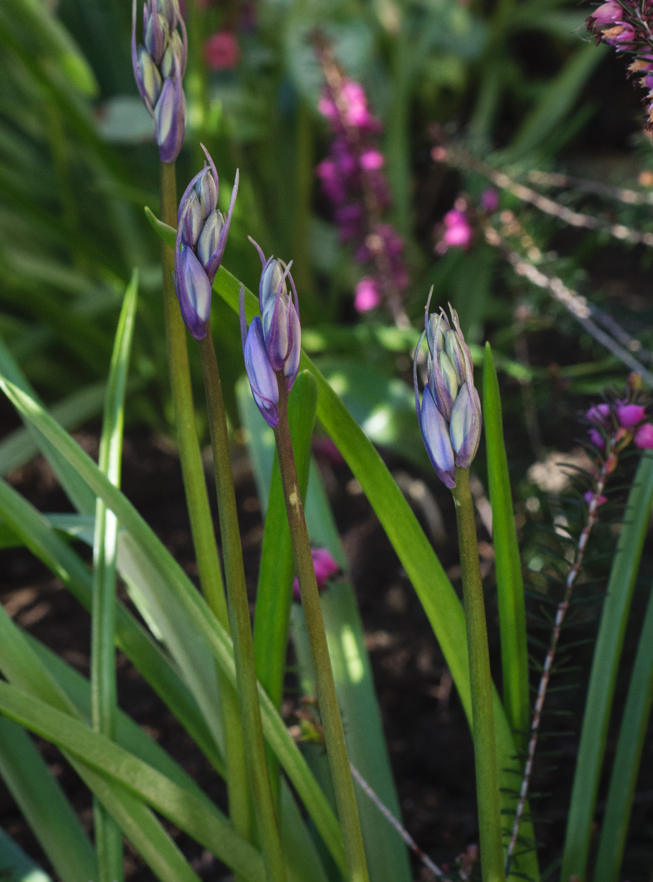 Clump of bluebells
