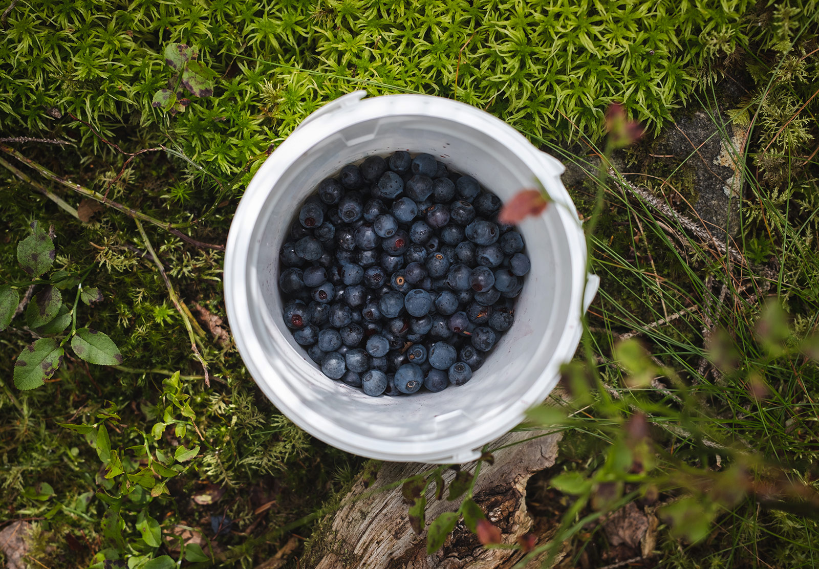 Pot of blueberries