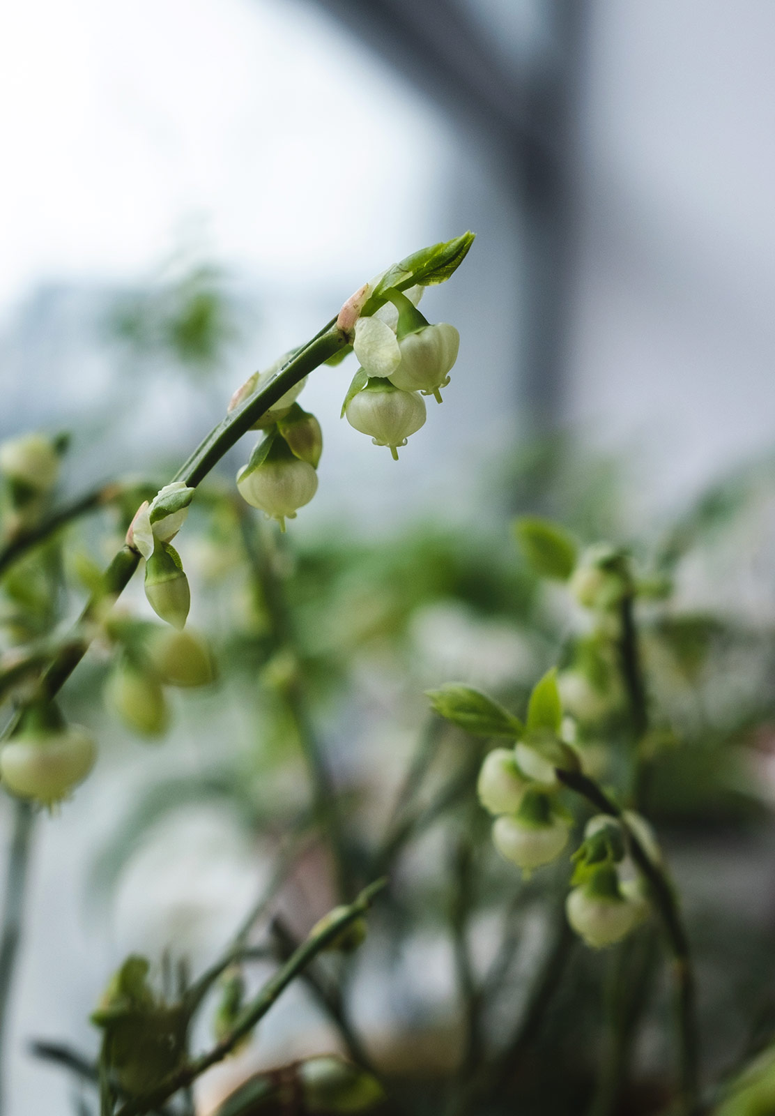 White flowers on branch