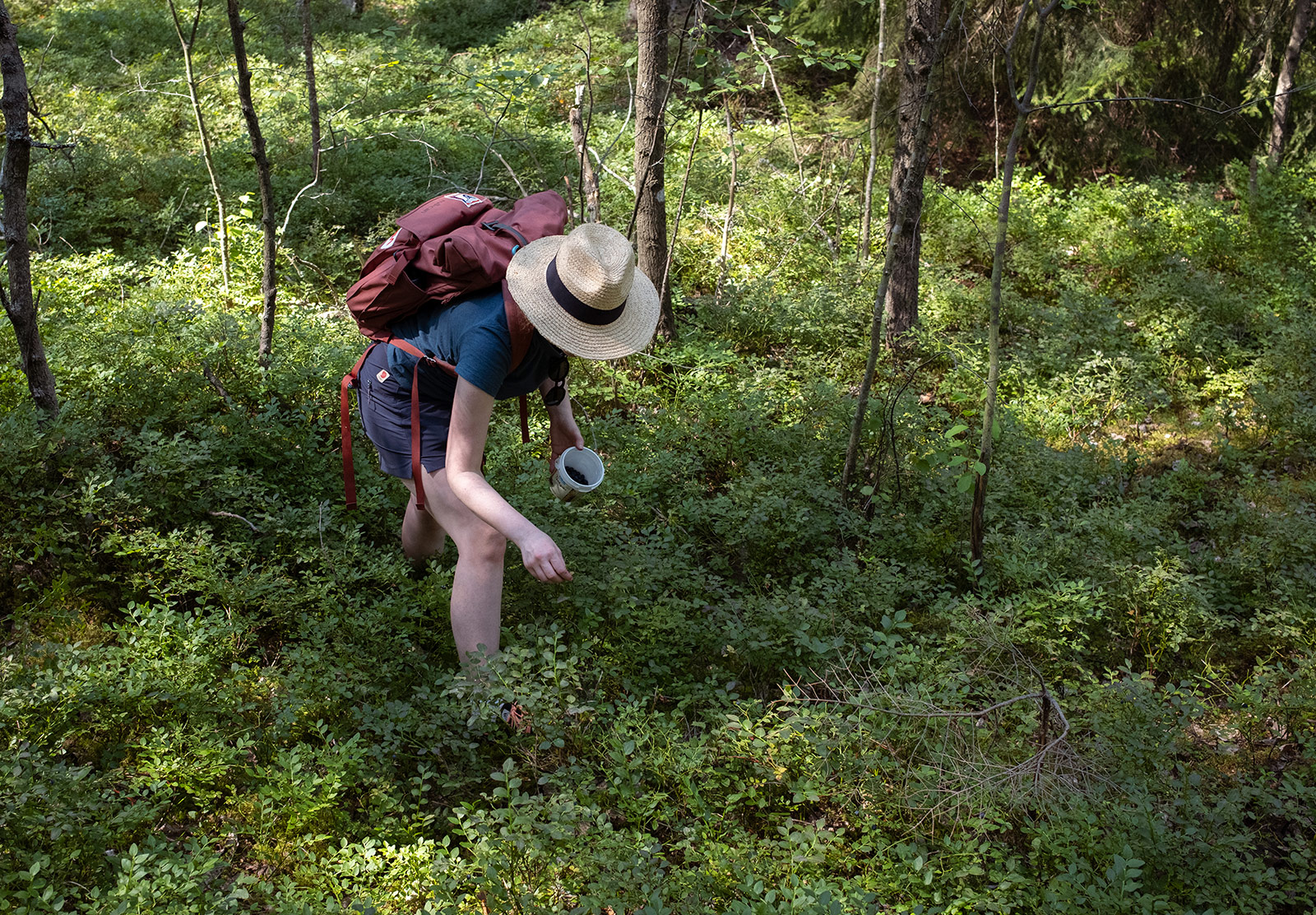 Woman picking blueberries