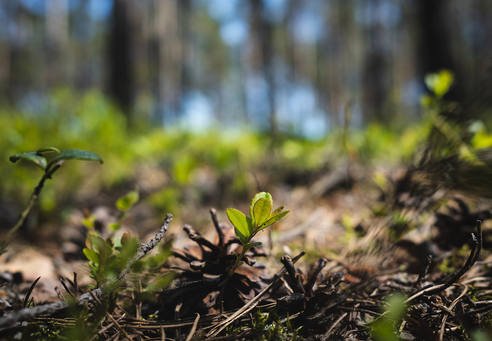 Small green shoot