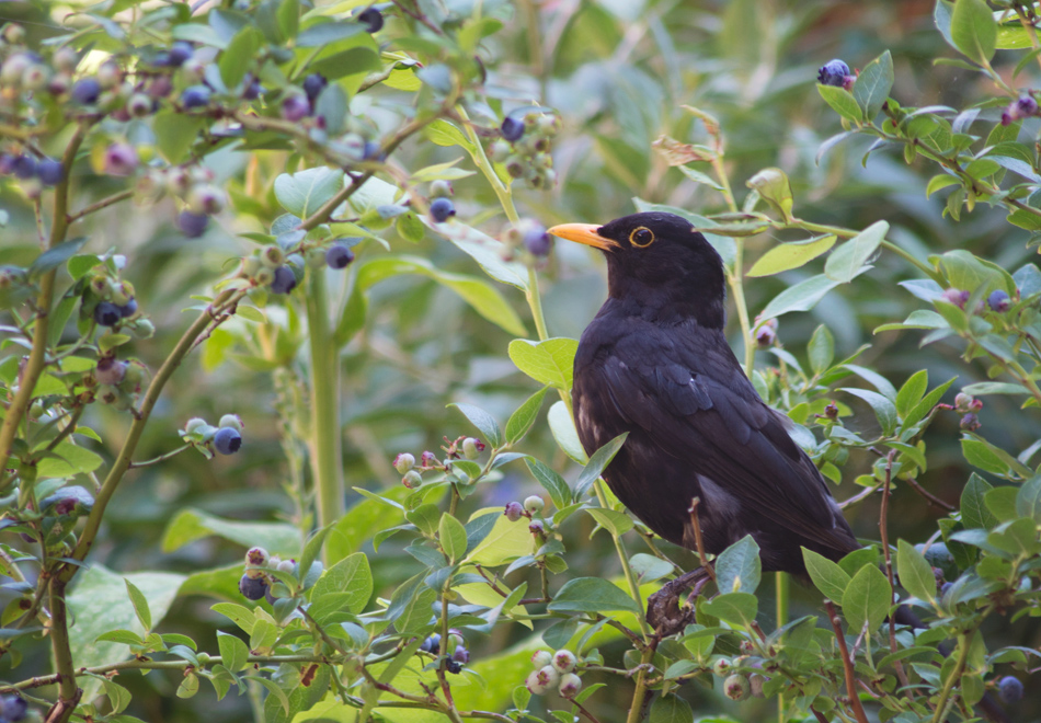 Blackbird stealing blueberries