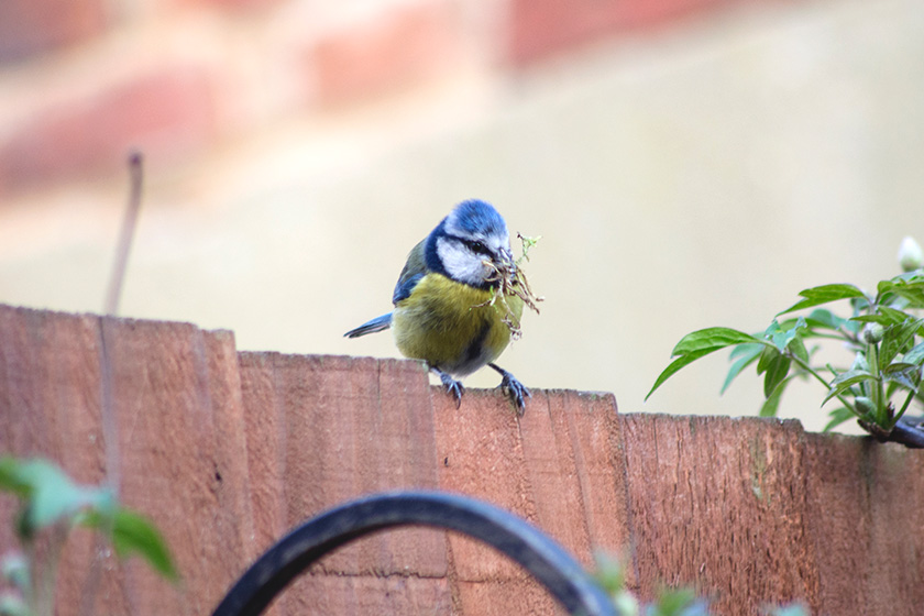 Bluetit on fence with nesting materials