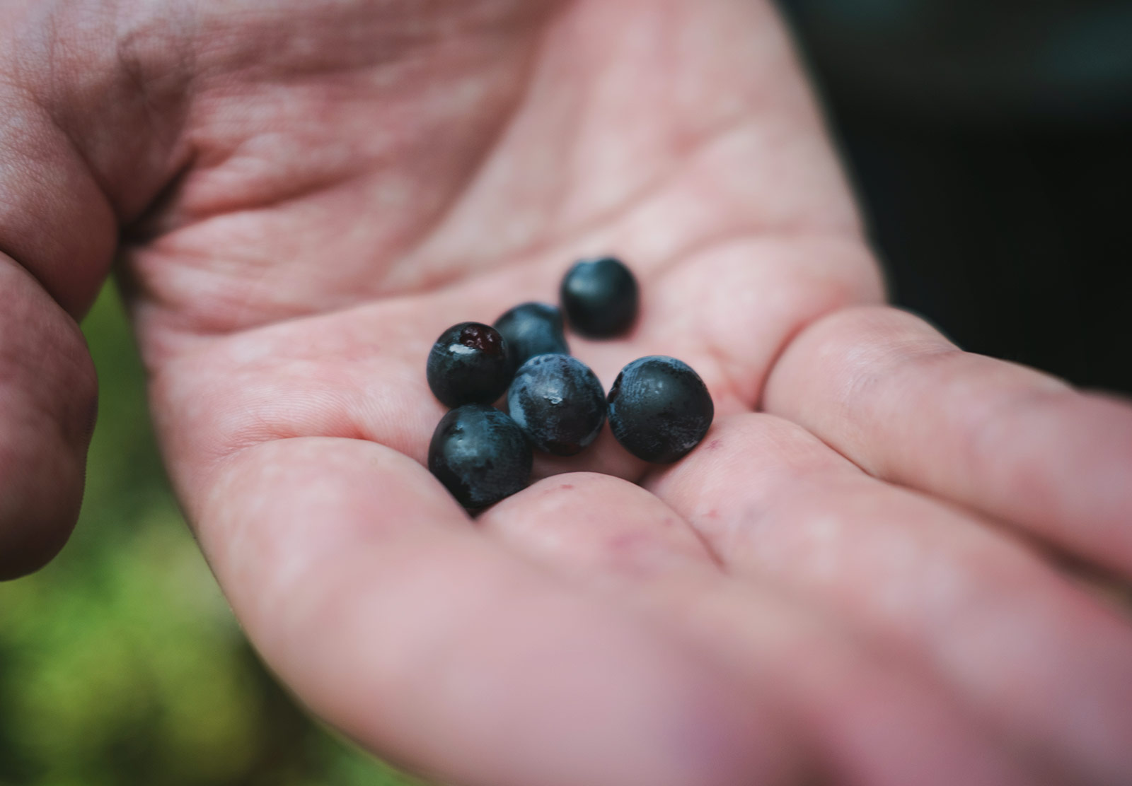 Wild blueberries in hand