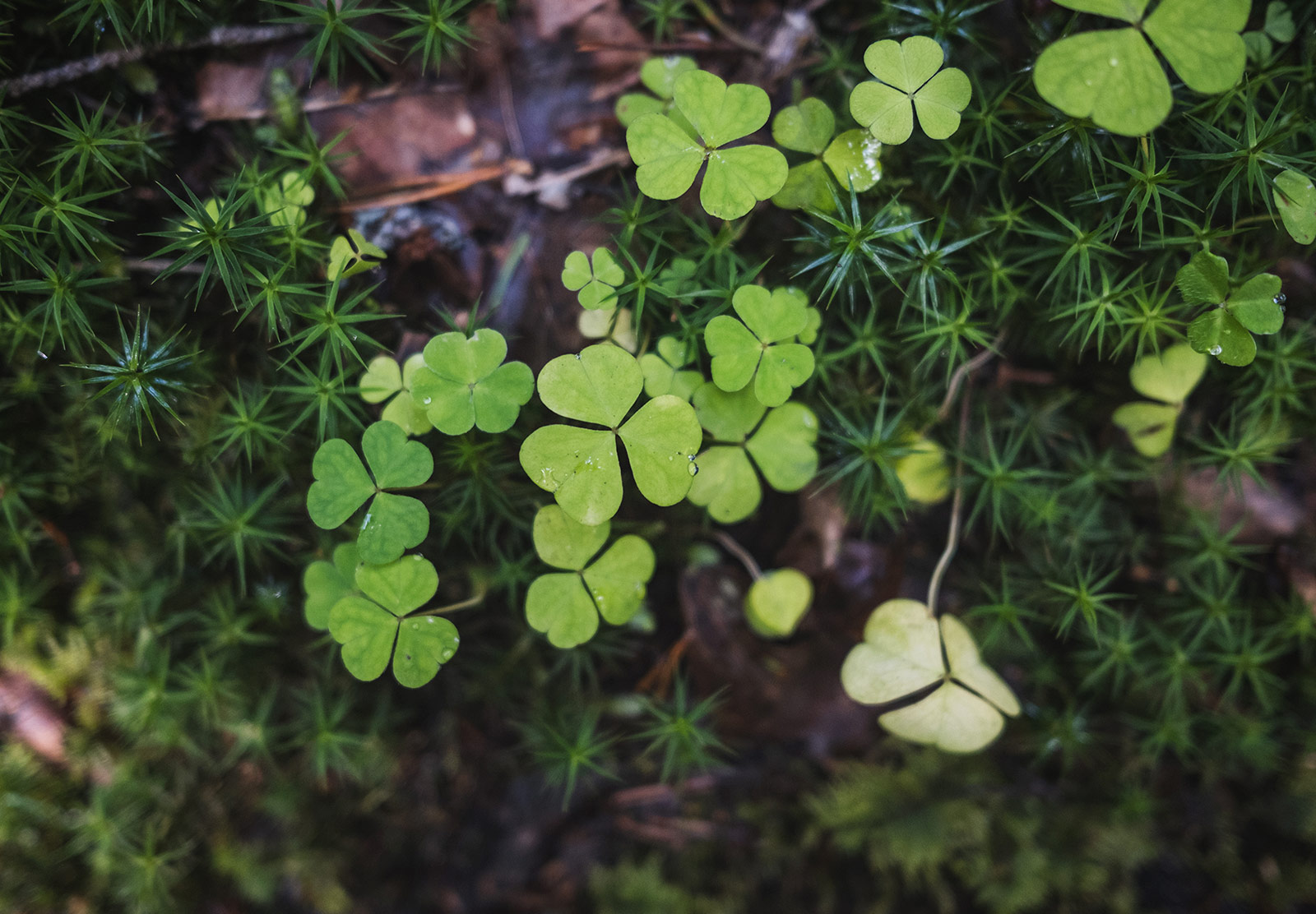 Closeup of clove leaves