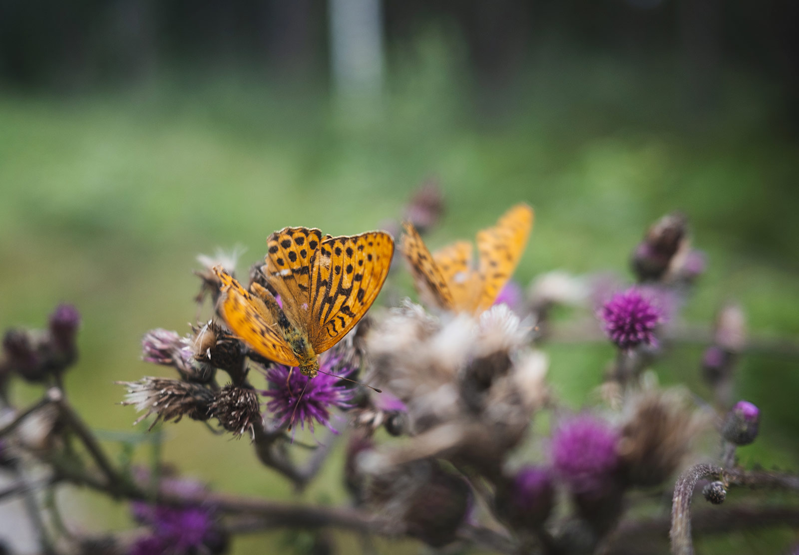 Butterfly balancing on flower