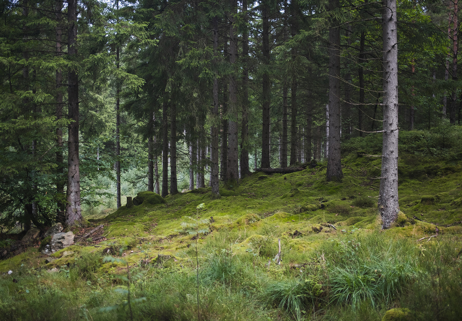 Moss covering forest floor