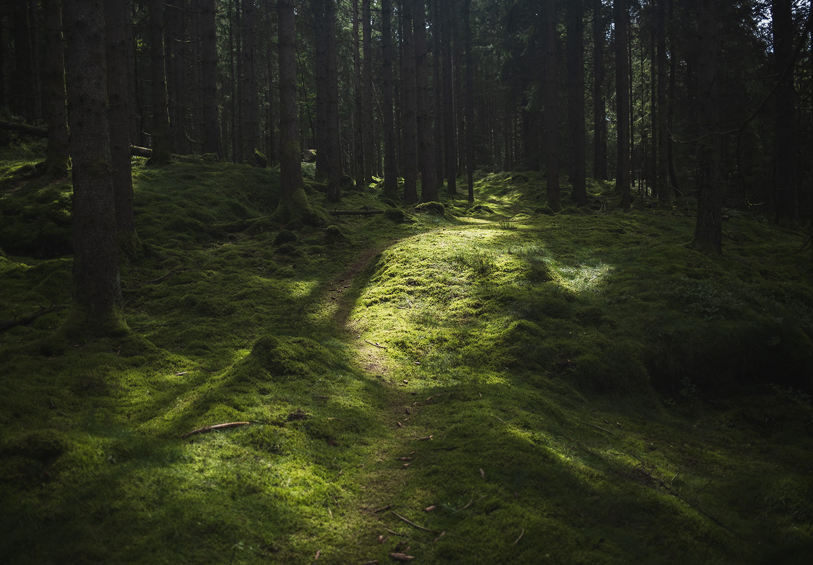 Sun shining on moss