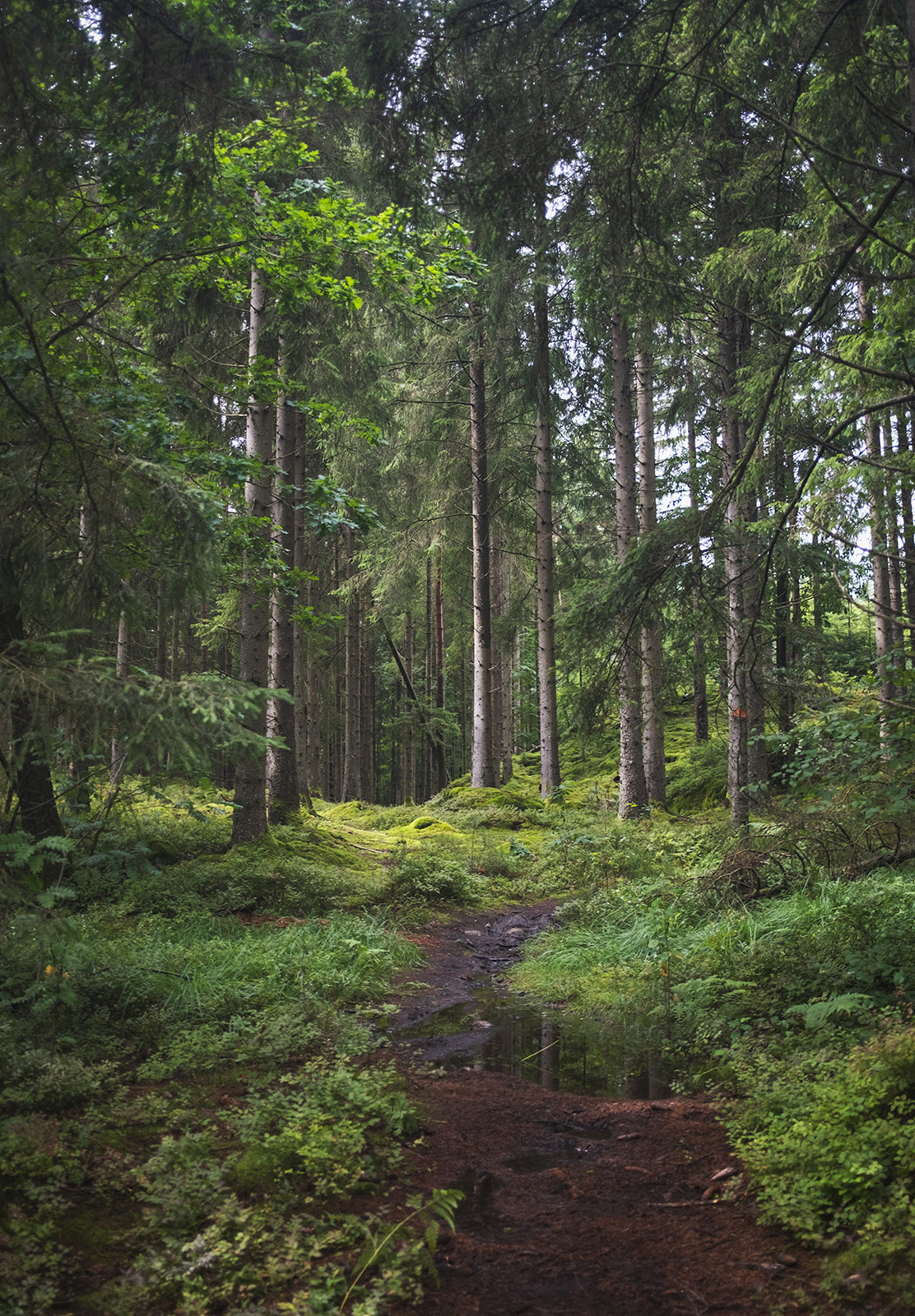 Narrow forest path