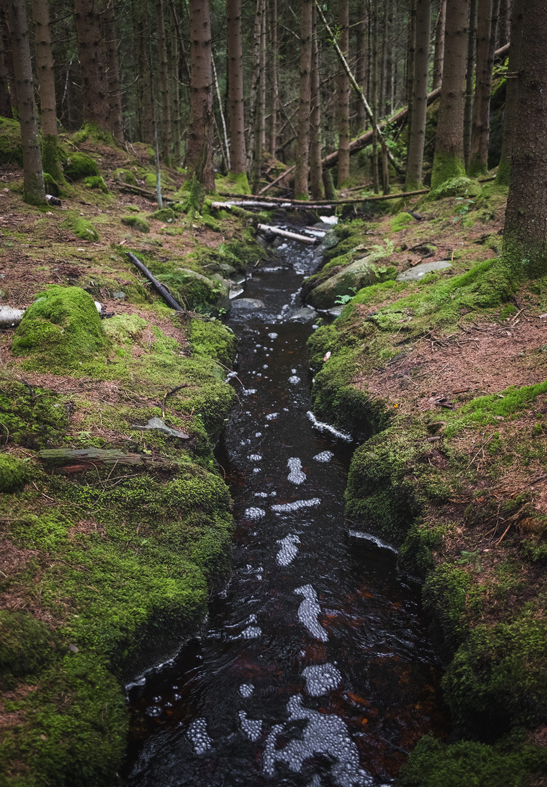 Stream flowing through banks of moss