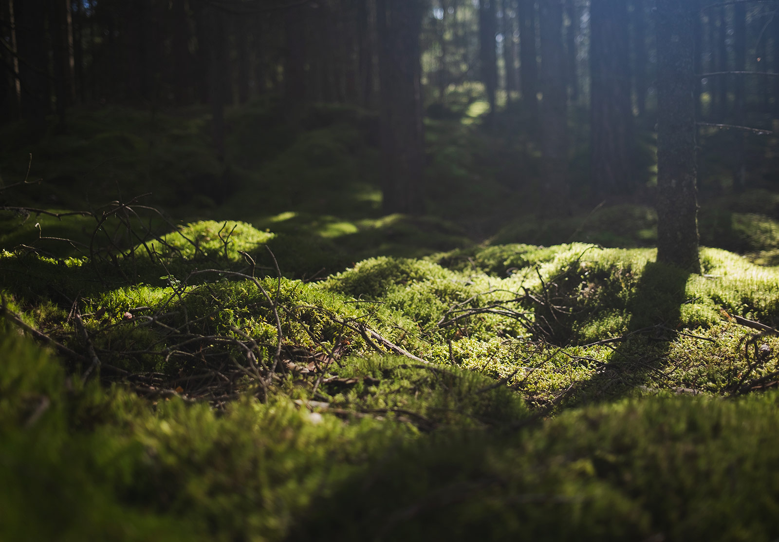 Sun shining on carpet of moss
