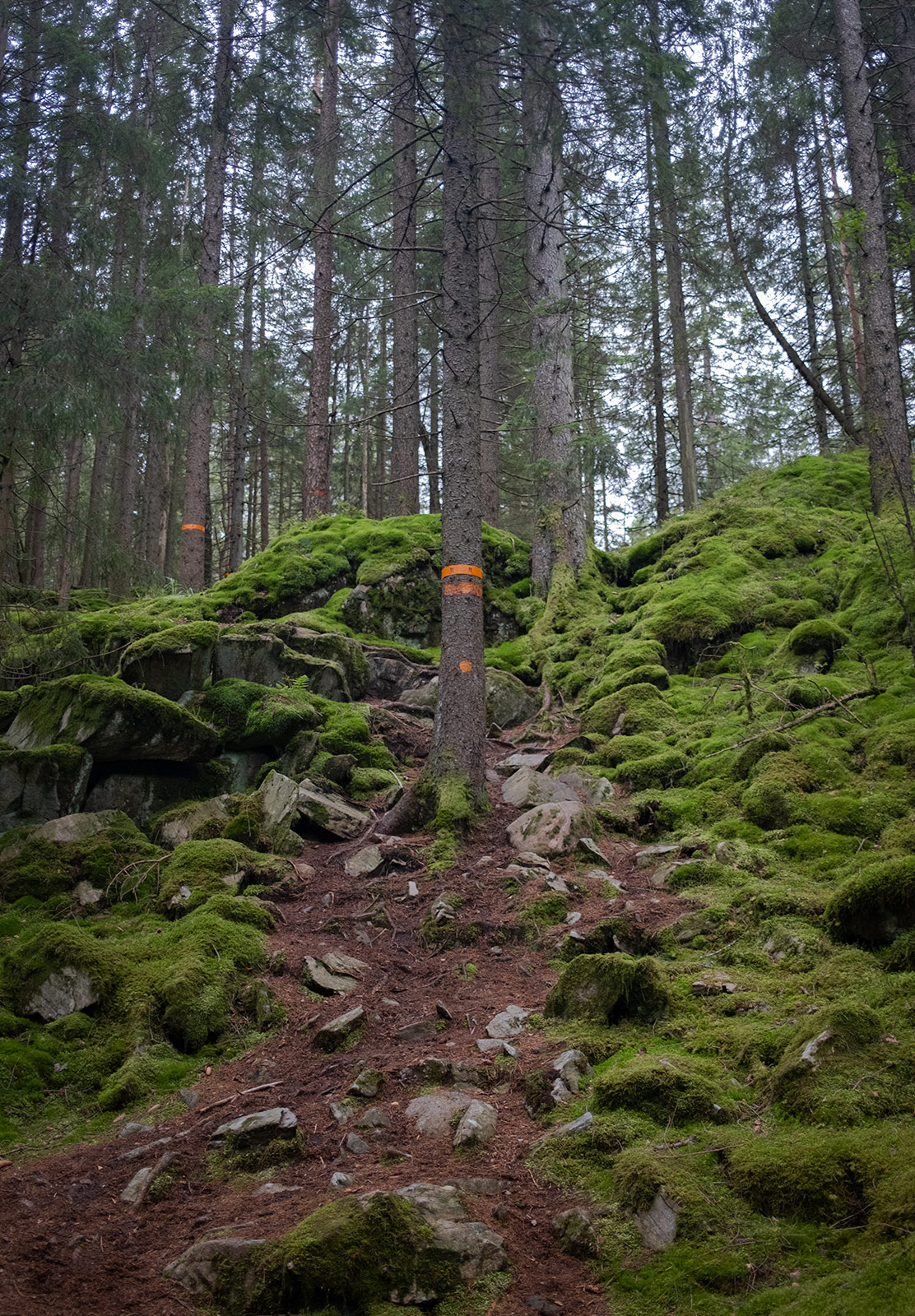 Moss on steep forest path