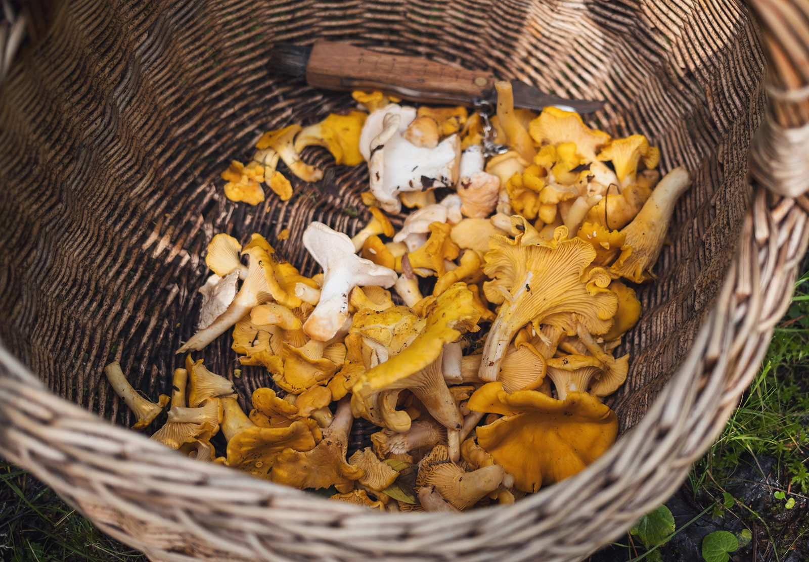 Wicker basket full of mushrooms