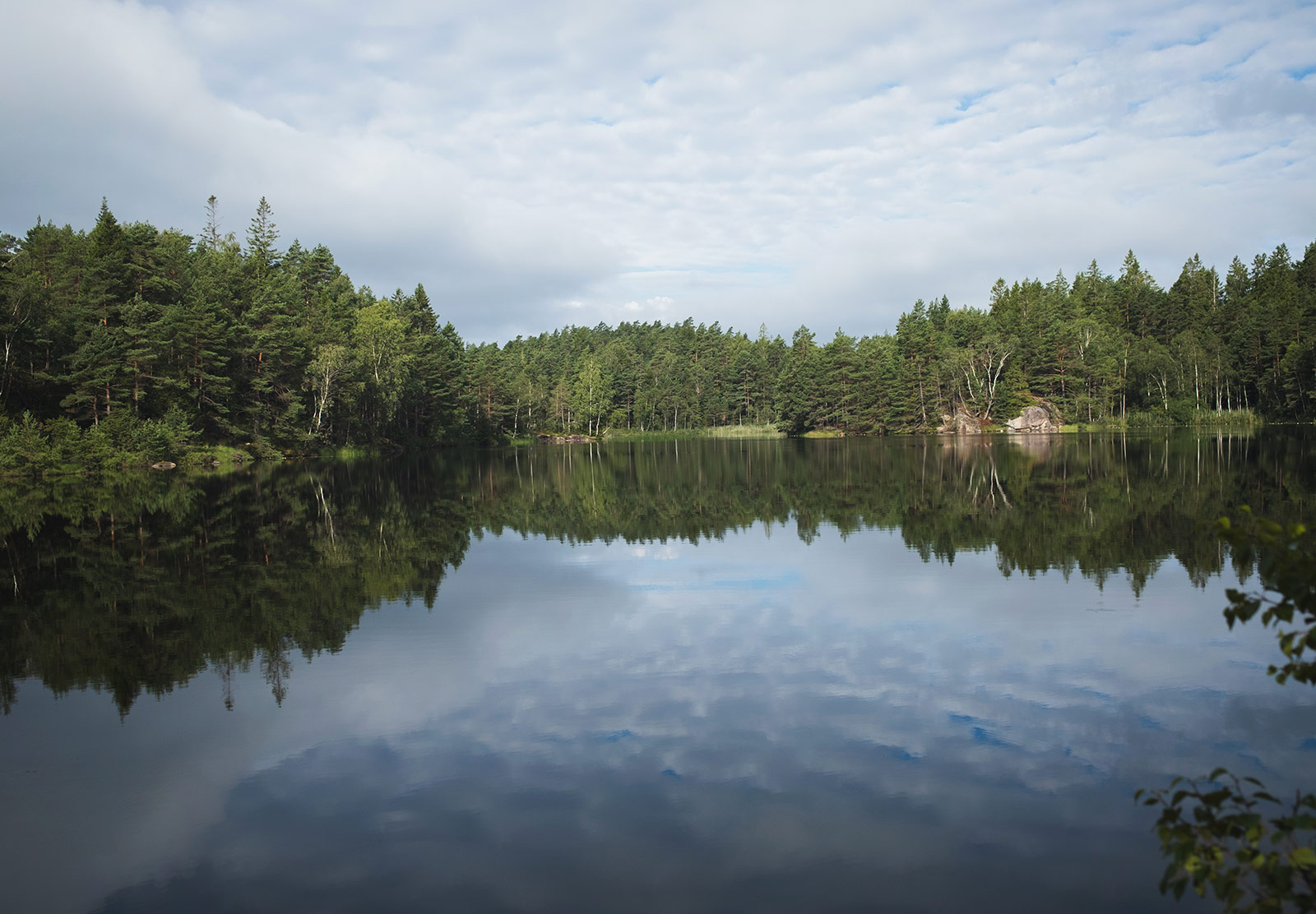 Tree lined lake