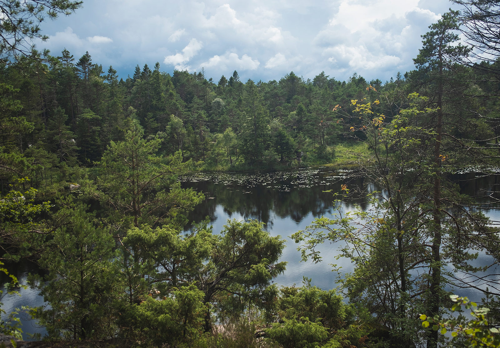 View of lake through trees