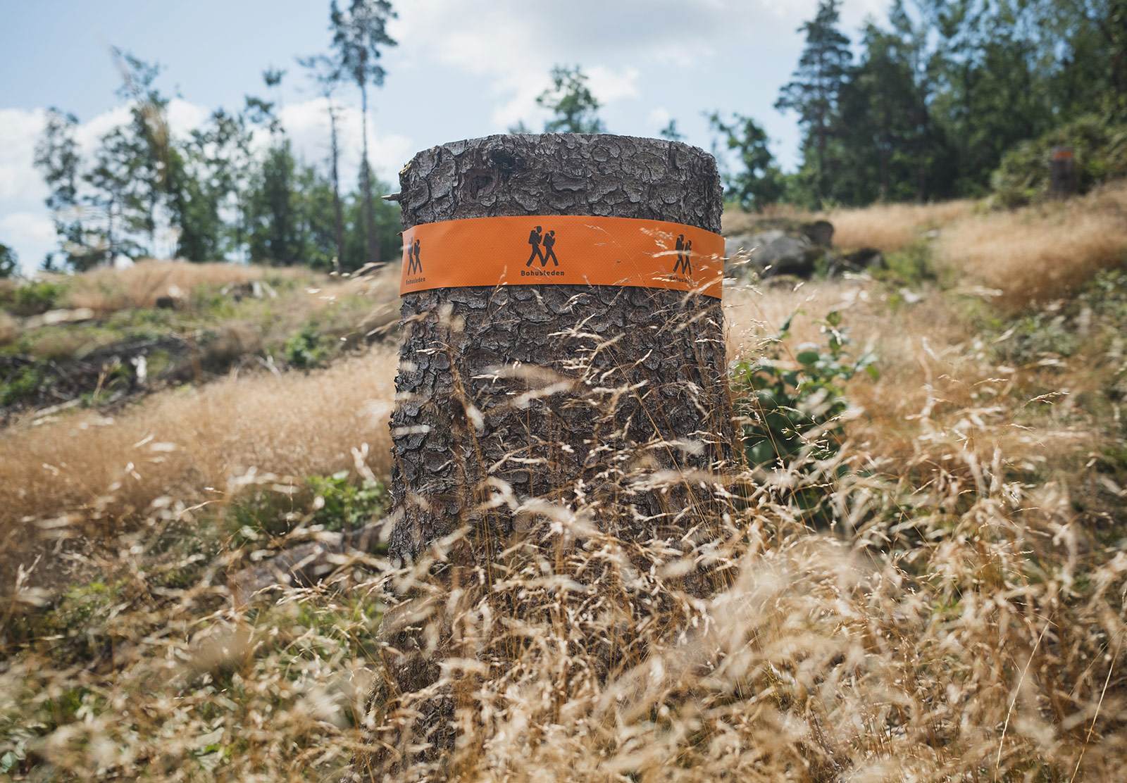 Trail marker on tree stump
