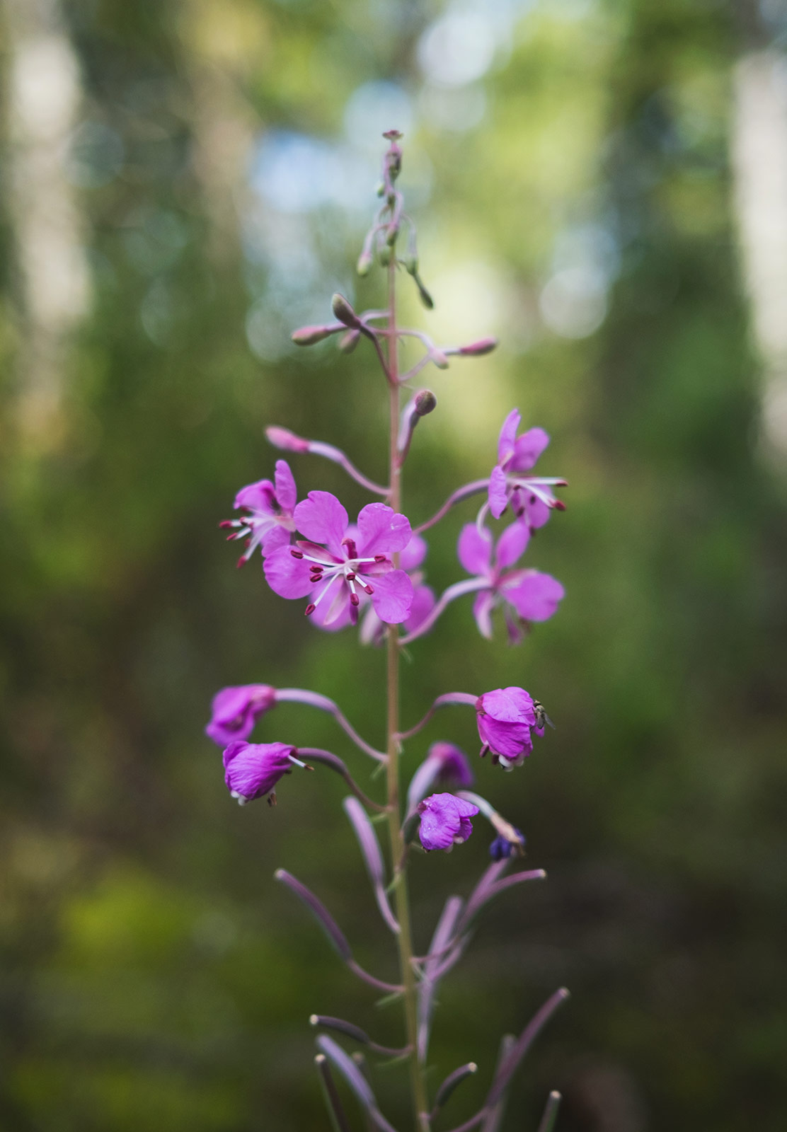 Small pink flowers
