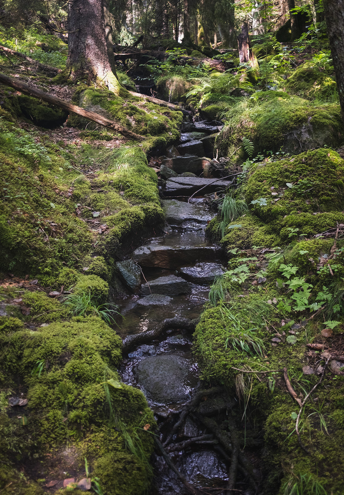 Stoney stream cutting through moss