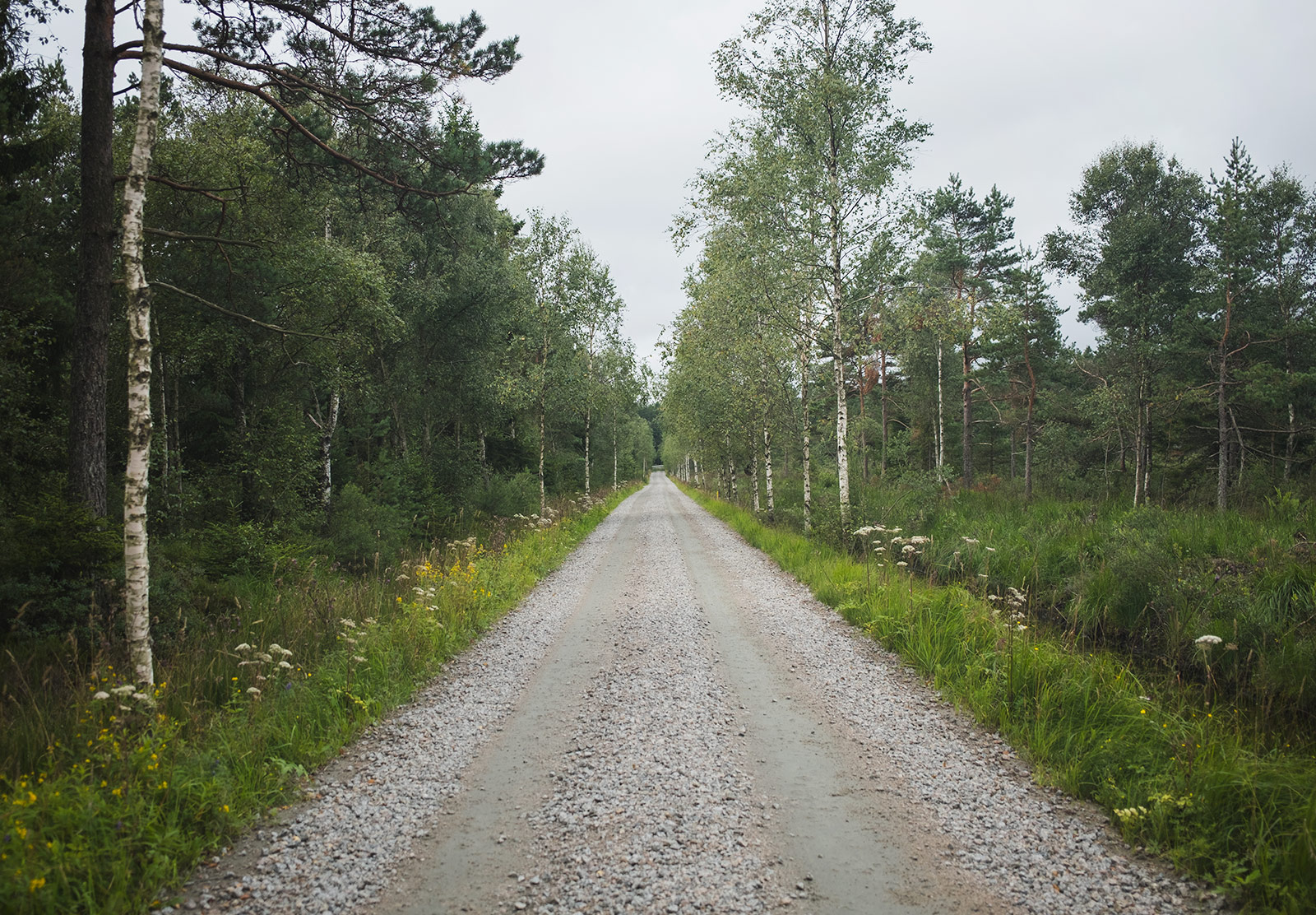 Tree lined gravel road