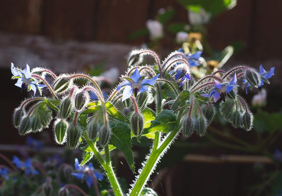 Blue borage flowers