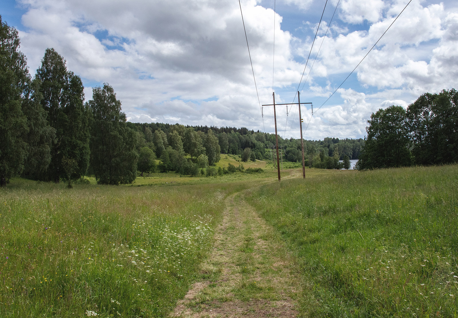 Grass covered path