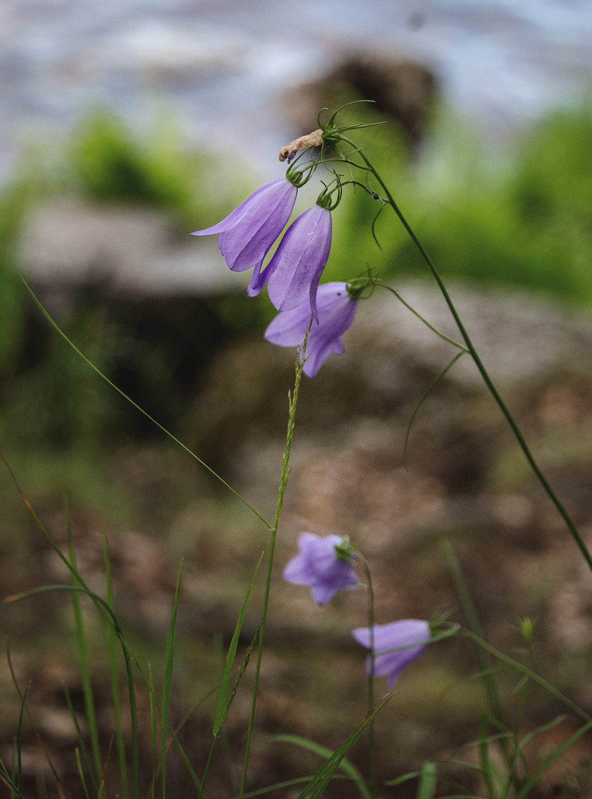 Purple bell shaped flowers