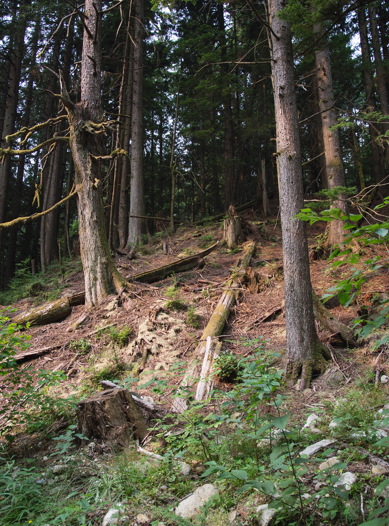 Trees on steep ground