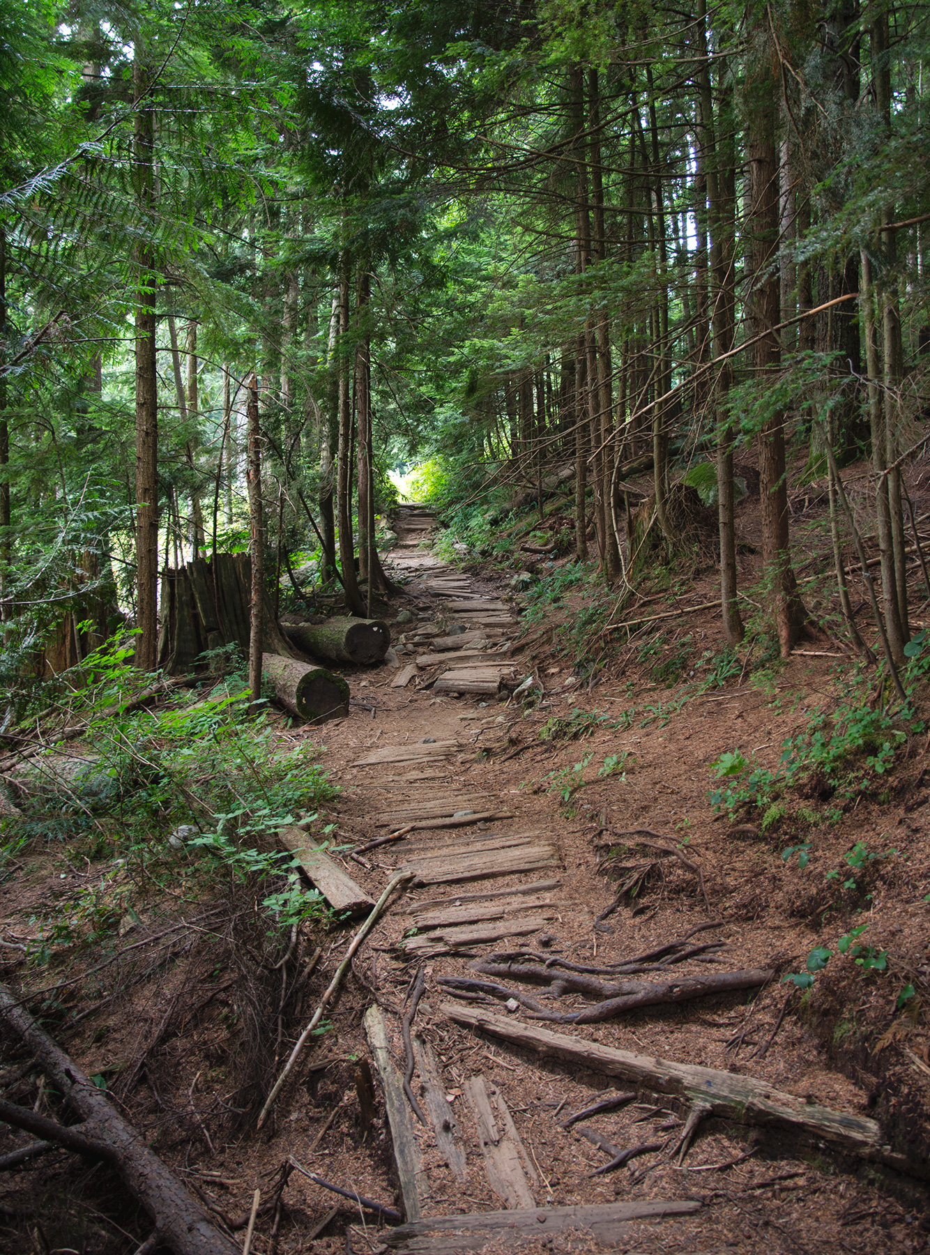Wood lined forest trail