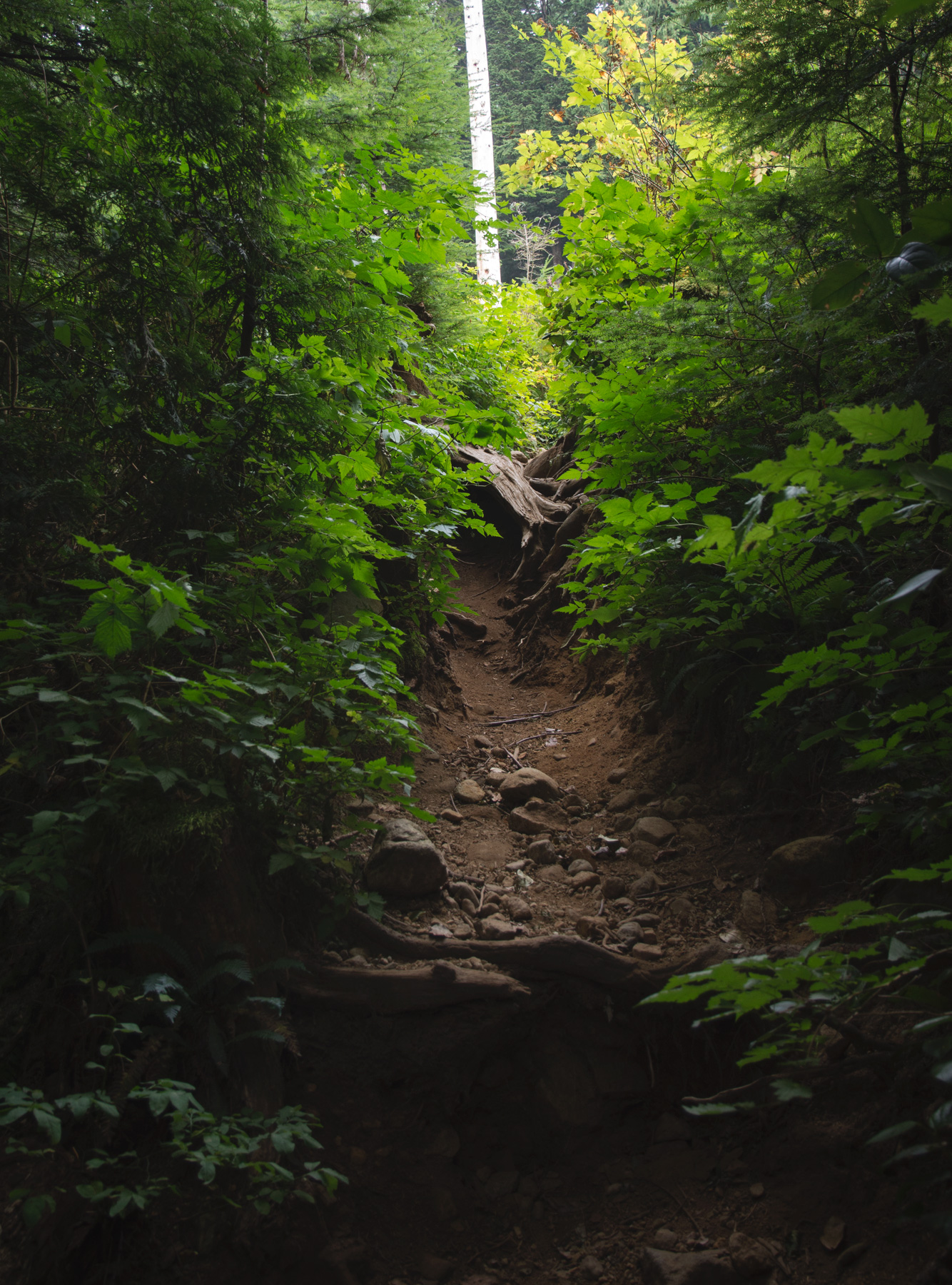 Dirt path leading to light
