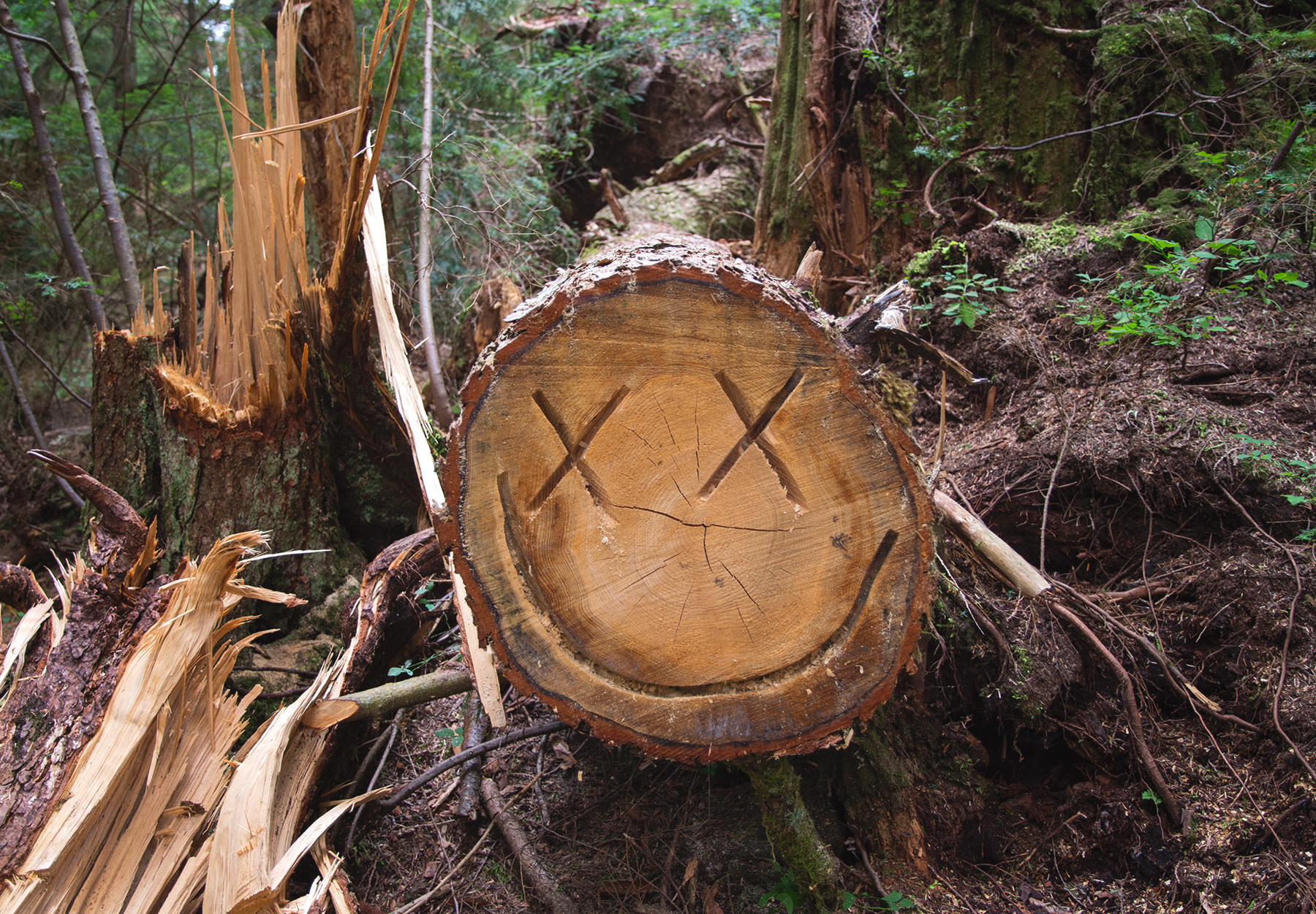 Smiley face cut into tree stump