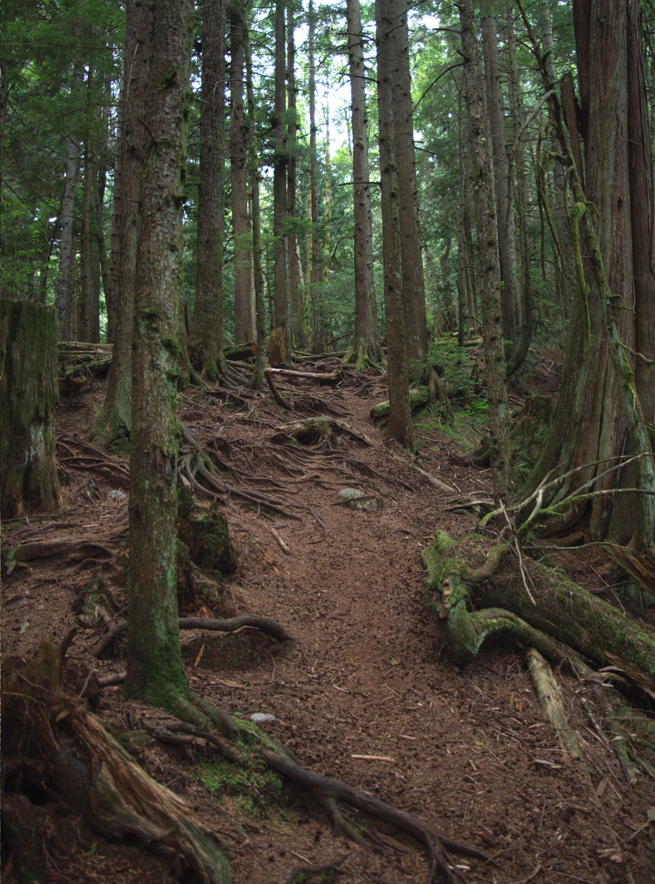 Path through trees