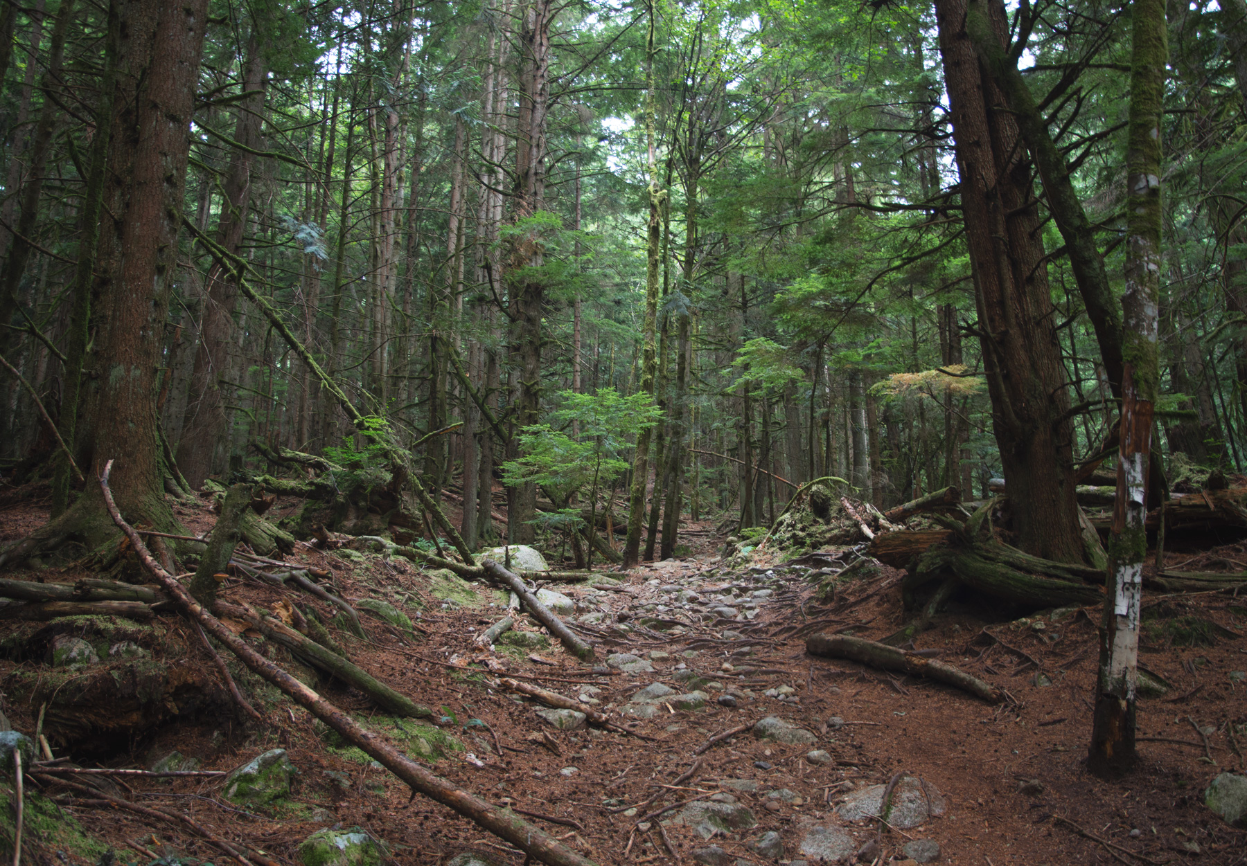 Clearing in hiking trail