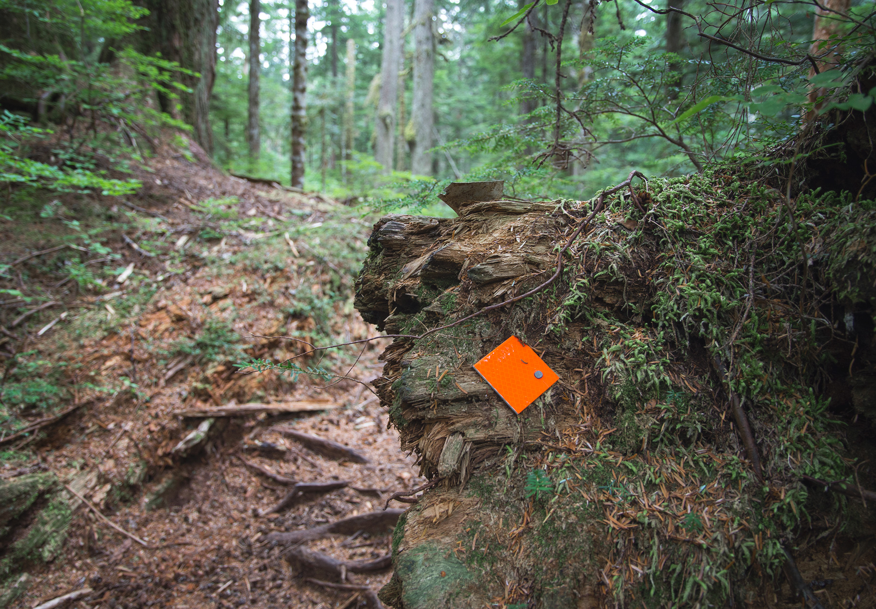 Orange trail marker on tree