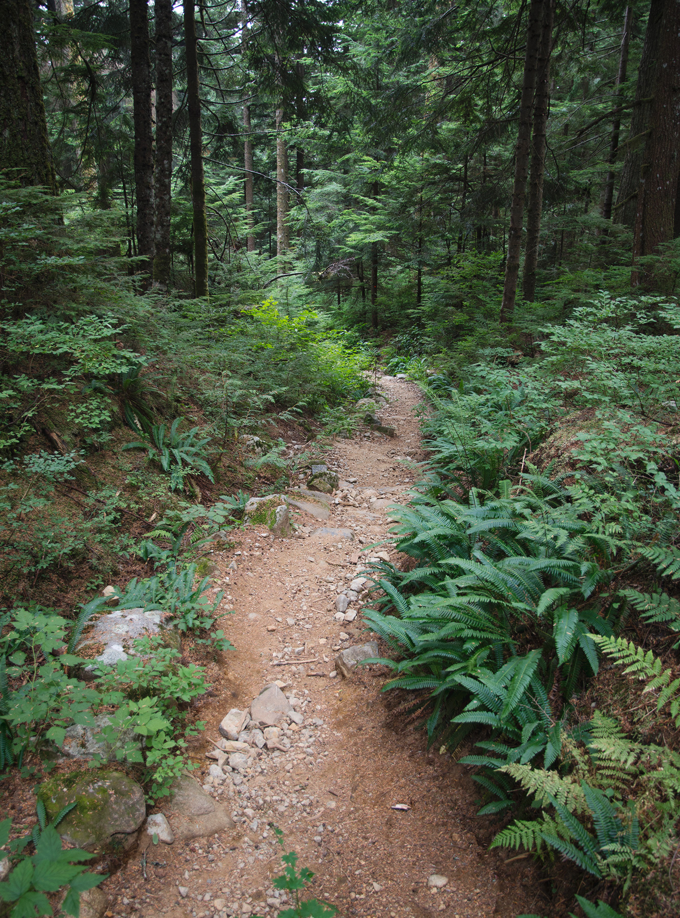 Dirt trail leading into trees