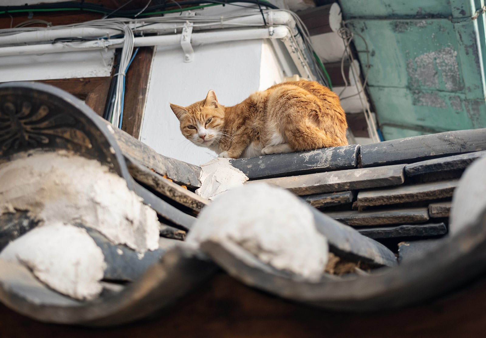 Cat sat on roof