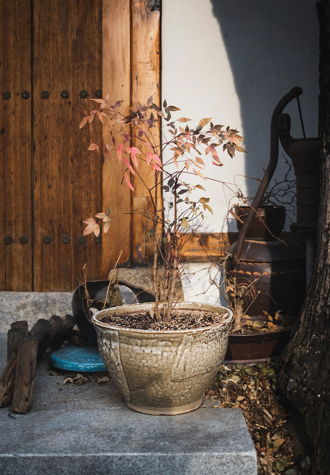 Tree in pot
