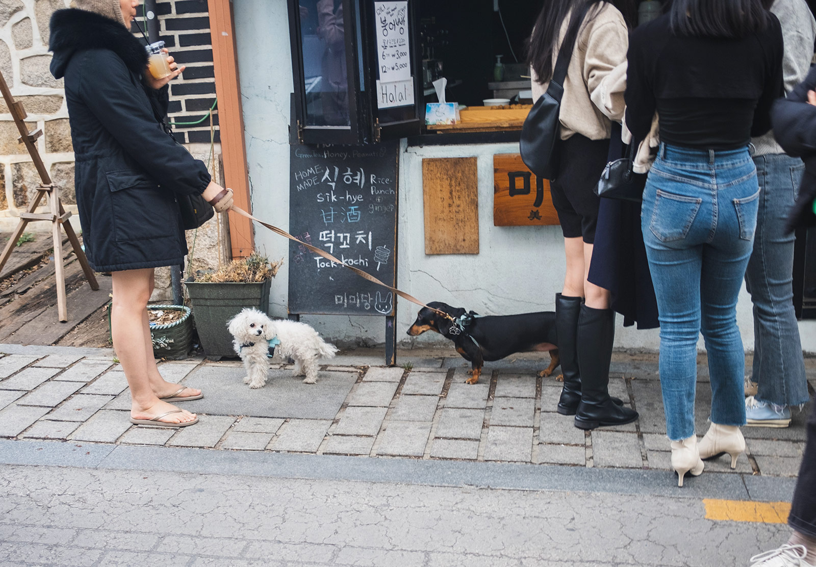Dogs looking at eachother